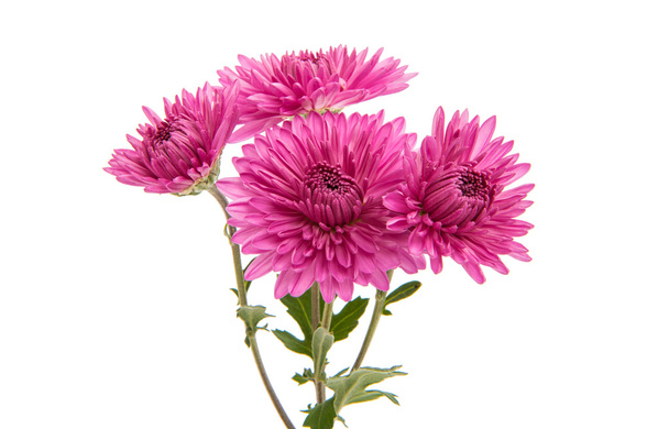 Crisântemo flor lilás
 - Foto, Imagem