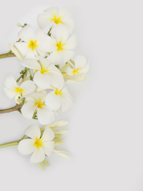 Hermosa flor de frangipani tropical sobre fondo blanco
  - Foto, Imagen