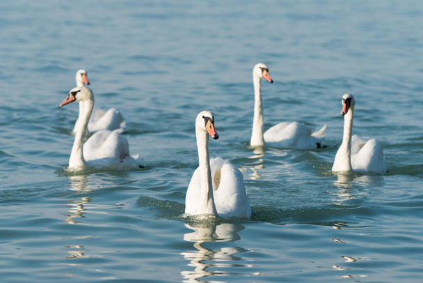 cisnes en el lago Balaton
 - Foto, Imagen