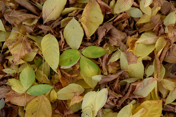 Background from autumn leaves - Φωτογραφία, εικόνα
