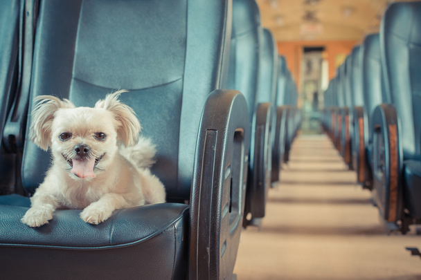 Dog travel by train - Foto, Imagem
