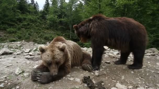 Medvědi Grizzly v lese - Záběry, video