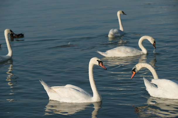 cygnes sur le lac Balaton
 - Photo, image