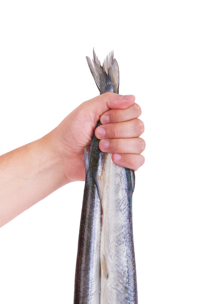 Gar fish. Man's hand holding a fish, background. - 写真・画像
