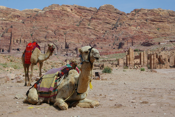 Cammelli nel deserto
 - Foto, immagini