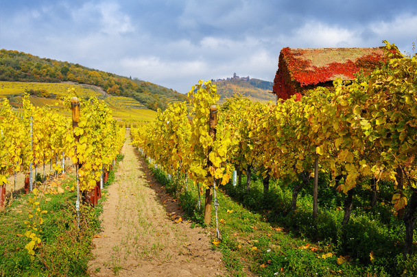 die gelben Reben in der Nähe des Hl. Hippolyt im Herbst, Frankreich - Foto, Bild