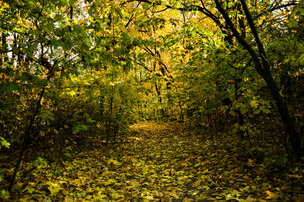 Golden autumn in the forest - Foto, immagini
