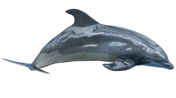 Lindo salto de delfín
 - Foto, Imagen