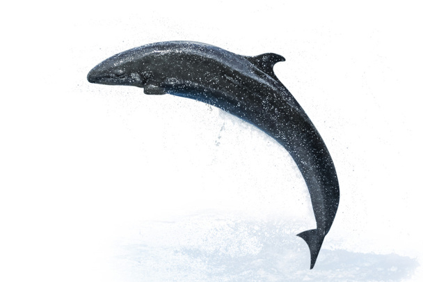 Дельфин белый фон
 - Фото, изображение