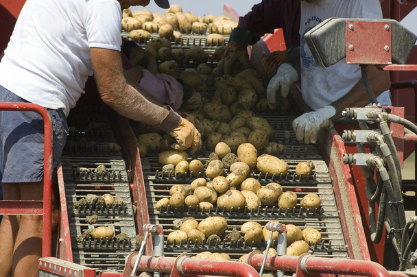 Some men select good potatoes from scrap - Photo, Image