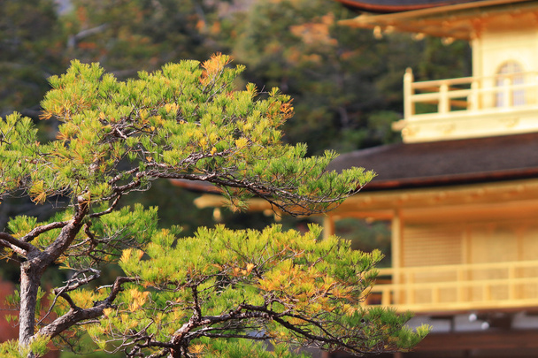 Padiglione d'oro Tempio Kinkakuji a Kyoto Giappone
 - Foto, immagini