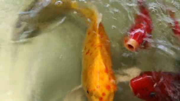 Koi hal-medencében - Felvétel, videó