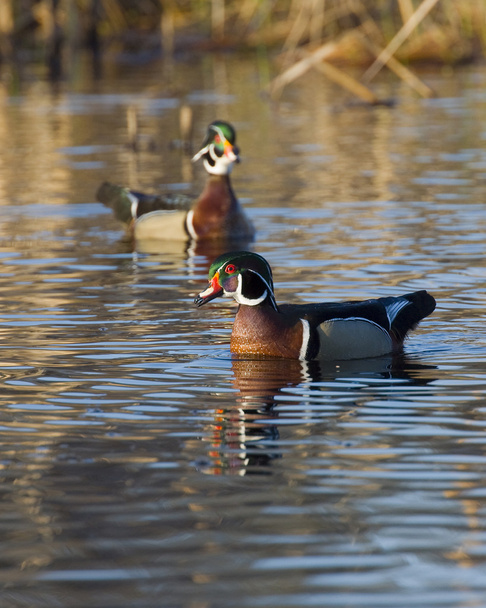 Drake Wood Ducks - Photo, Image