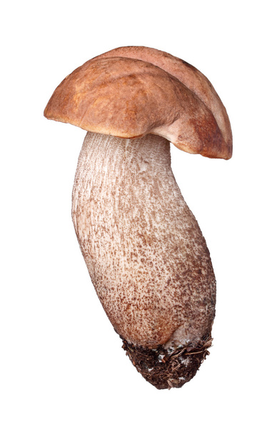 brown cap boletus, isolated on white - Фото, изображение