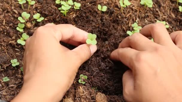  土に苗を植える女性 - 映像、動画