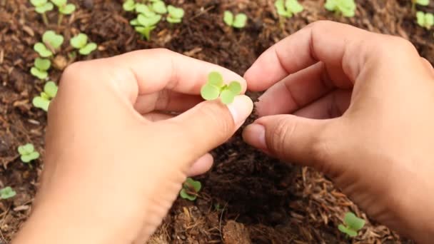  土に苗を植える女性 - 映像、動画