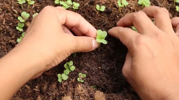  Frauen pflanzen Setzlinge in die Erde - Filmmaterial, Video