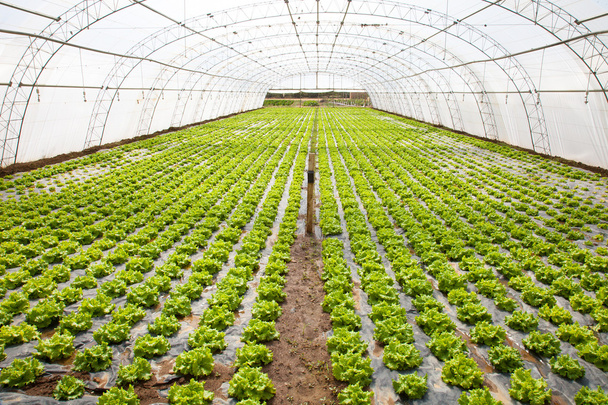 pěstování ve skleníku - Fotografie, Obrázek