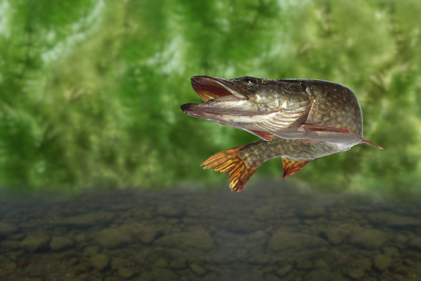 long fish pike - Фото, изображение
