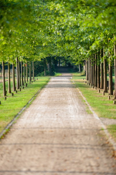 Lane z zielenią i drzewami wzdłuż chodnika w parku w słoneczny dzień, - Zdjęcie, obraz