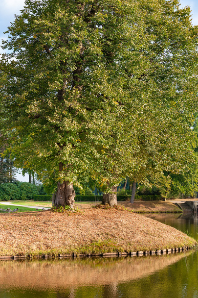 Las hojas de otoño caen de los árboles en el día soleado. Parque del castillo en t
 - Foto, Imagen