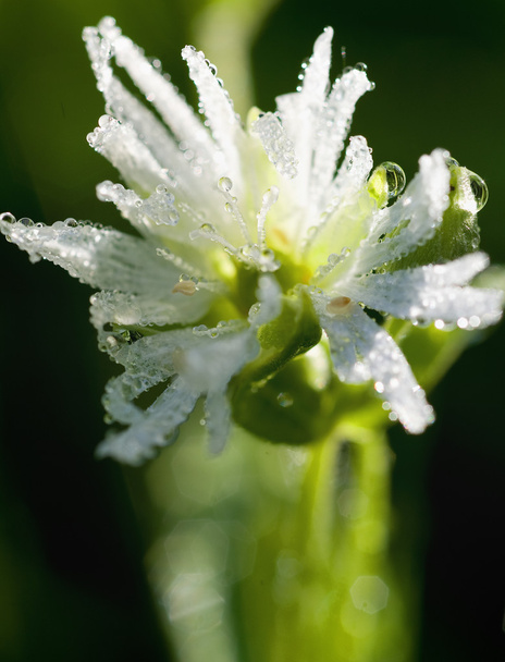 drops of dew on a flower - Фото, изображение