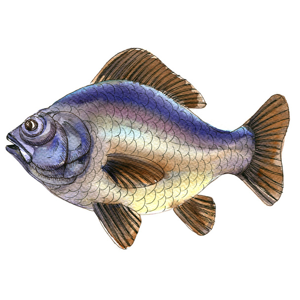 Big blue raw carp fish isolated, watercolor illustration on white - Photo, Image