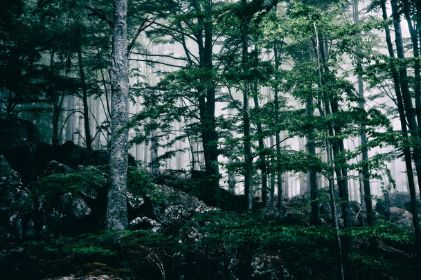 暗い霧の森 - 写真・画像