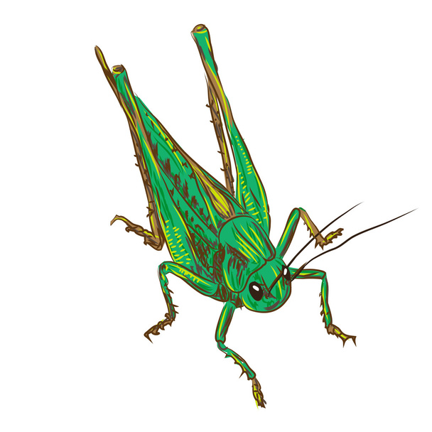 Desert locust - Vector, Image