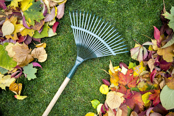 Hark op een houten stok en gekleurde herfst gebladerte. Het verzamelen van gras knipsels. Tuingereedschap. - Foto, afbeelding
