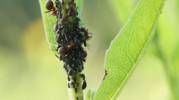 Mrówki, dojenie mszyce na rośliny - Materiał filmowy, wideo