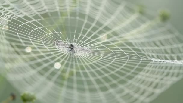 Aranha localizada na teia de aranha com gotas de água
 - Filmagem, Vídeo