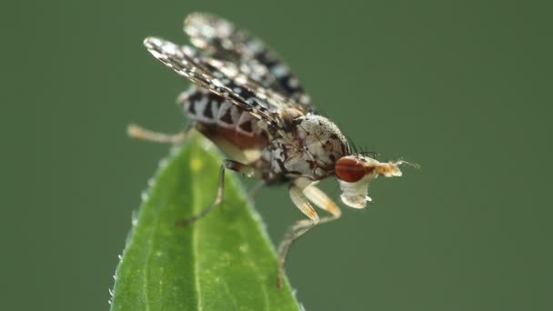 Bella mosca wiyh occhi rossi che si trova su erba e schiaritura gambe
 - Filmati, video