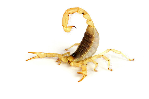 Escorpião peludo do deserto
. - Foto, Imagem