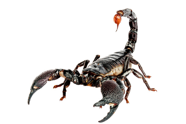 Emporer Scorpion - Photo, Image