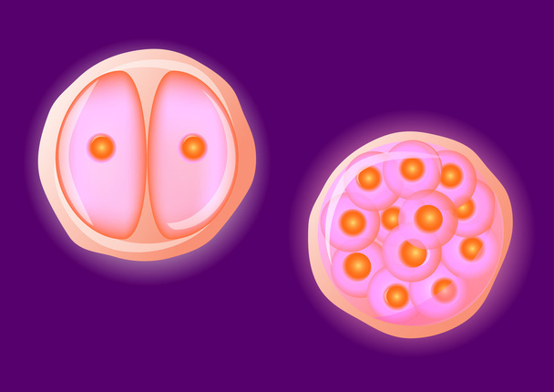 Яичная клетка человека. Вектор
 - Вектор,изображение
