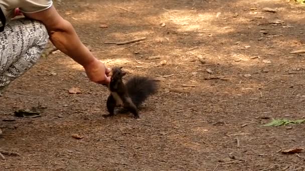 Zwarte eekhoorn verplaatsen in Slow Motion financiering de moer. - Video