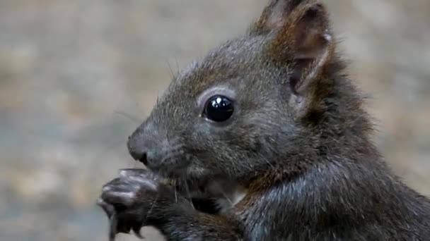 Faccia dello scoiattolo nero masticare e mangiare il dado in movimento lento
. - Filmati, video