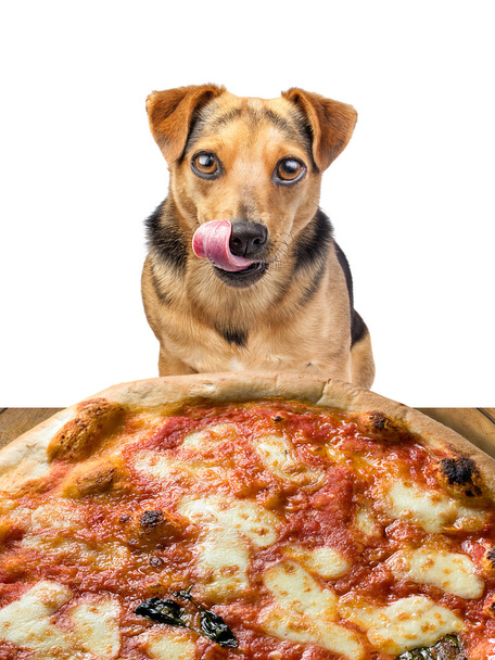 分離のチョップを舐めているおいしいピザを探して犬 - 写真・画像