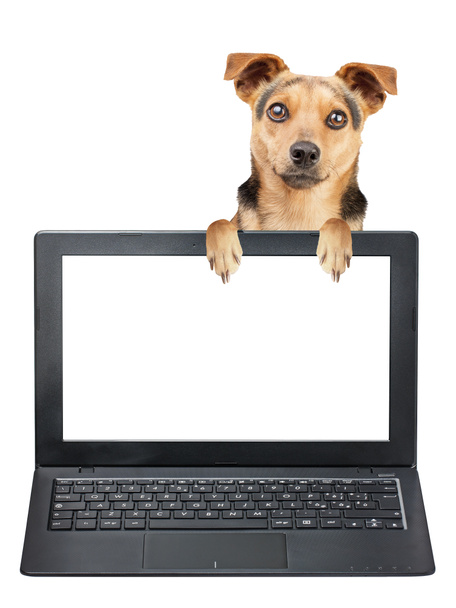 Little dog peeping behind blank screen laptop isolated - Fotó, kép