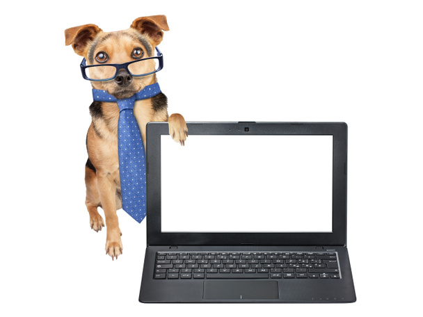 Boş ekran dizüstü bilgisayarı izole gösteren komik köpek gözlük kravat - Fotoğraf, Görsel