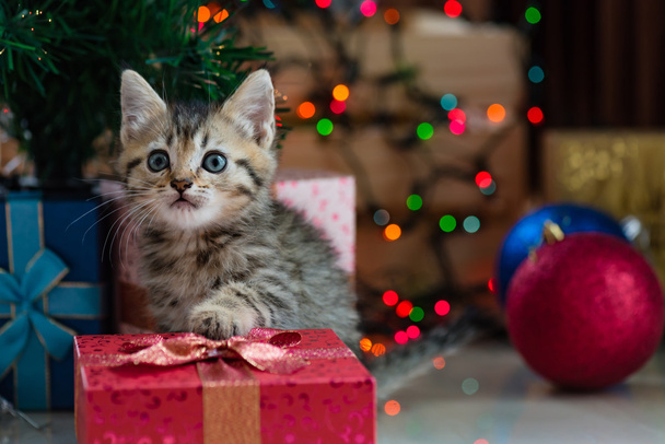 Χαριτωμένο γατάκι σε Χριστούγεννα. - Φωτογραφία, εικόνα