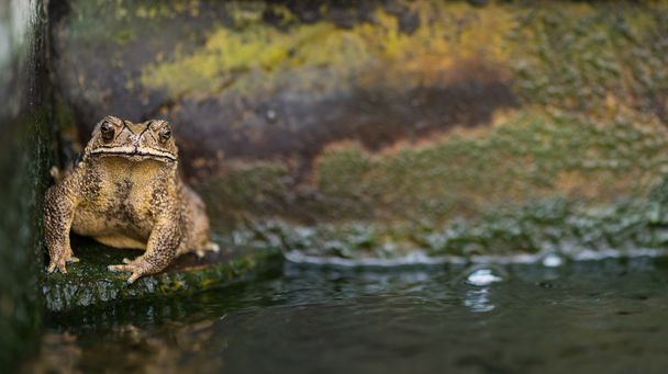 Big yellow toad - Photo, Image