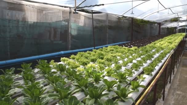 Hortalizas hidropónicas que crecen en invernadero
 - Metraje, vídeo