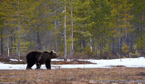 Бурий ведмідь у тайги - Фото, зображення