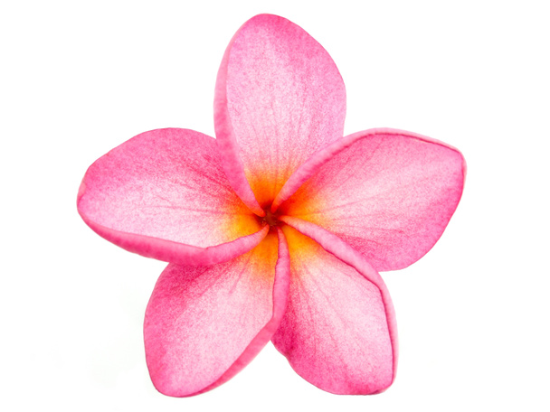 Рожева квітка Frangipani Живці квітів, ізольовані над білим тлом - Фото, зображення