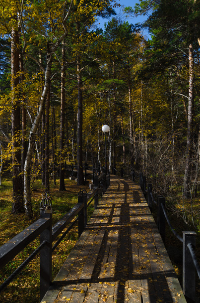 The bridge in the forest. - Foto, afbeelding