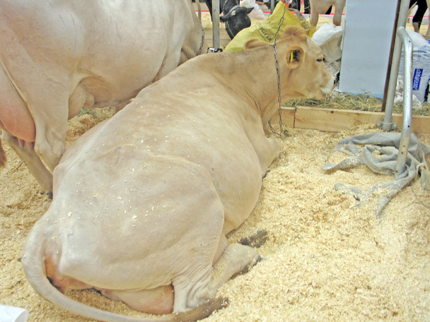 Cattle. Golden Autumn - Russian Agricultural Exhibition - Fotó, kép