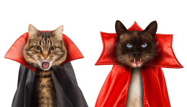 Кішки злі з іклами
 - Фото, зображення