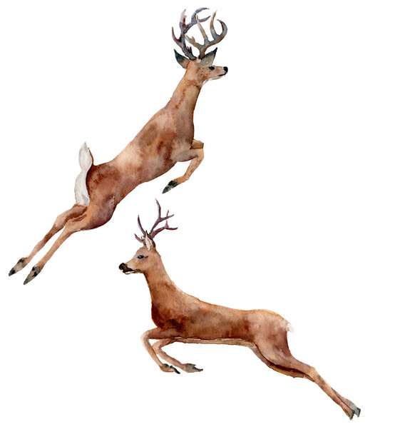 Watercolor running deers set isolated on white background. Christmas wild animal illustration for design, print or background - Photo, Image